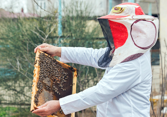 Apicoltore che estrae le api