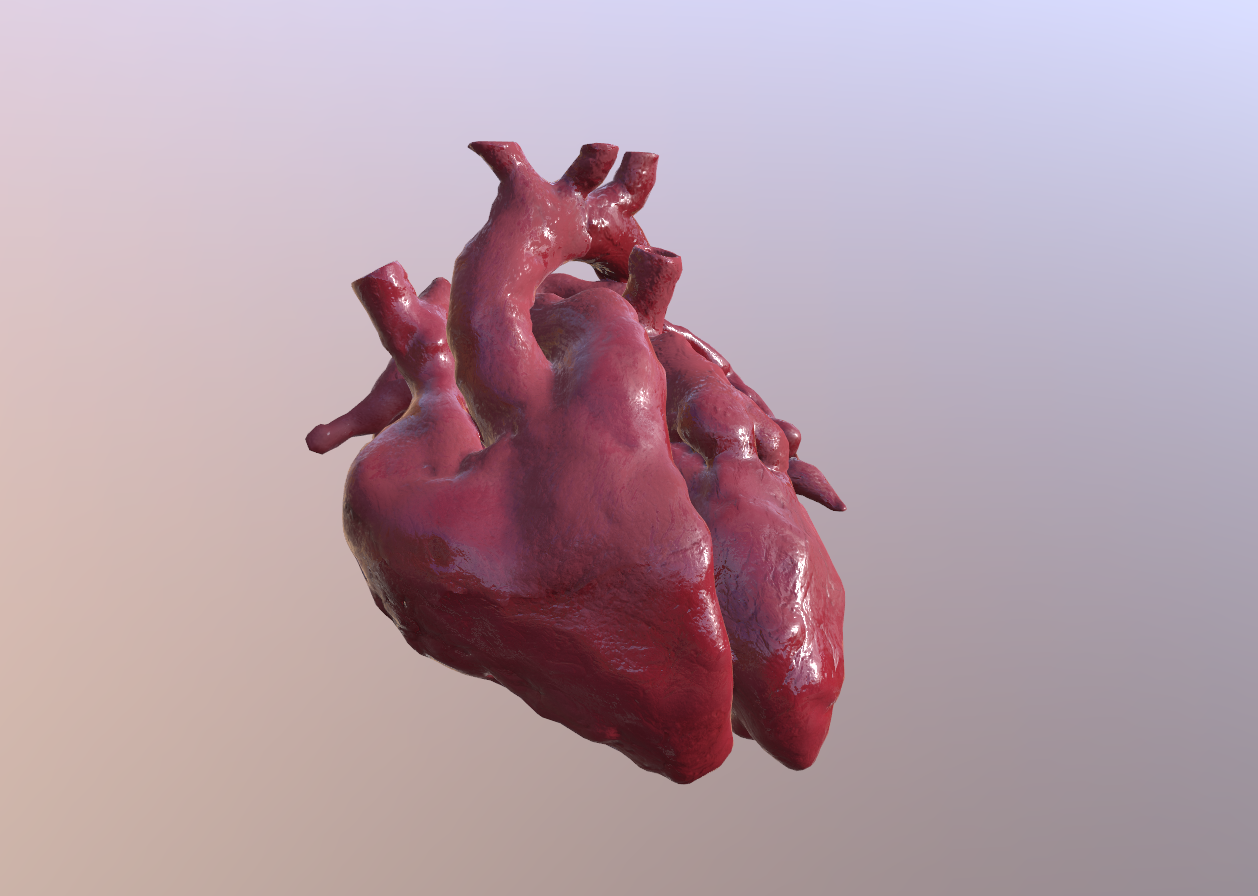 Veduta dei due ventricoli del cuore 3D