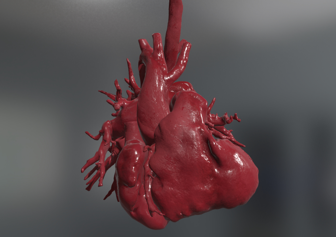 Modello cuore 3D su sfondo grigio